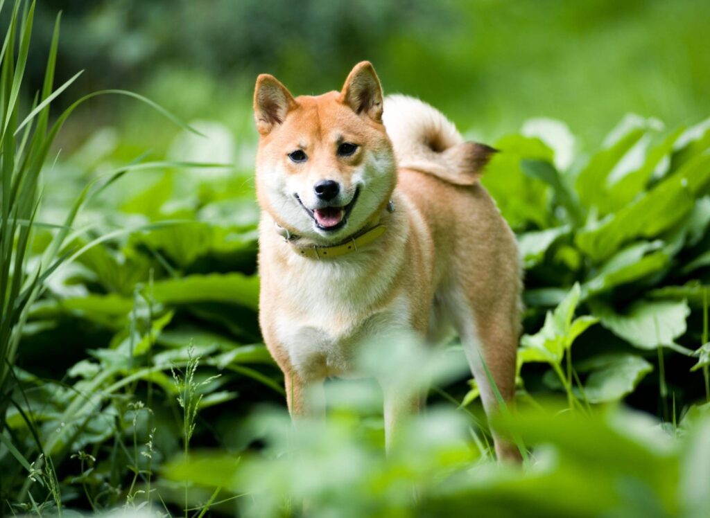 These are 10 fascinating dog facts you should know about about the loving Shiba Inu