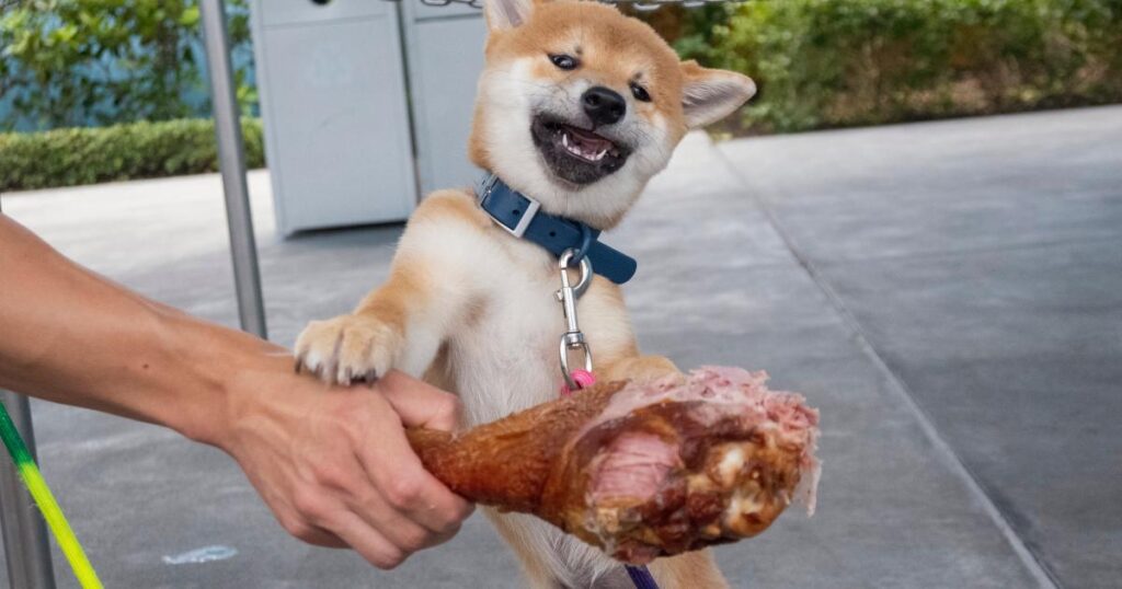 If You Invest $100 In Shiba Inu Today, Here’s How Much You’ll Have If The Doge-Killer Returns To All-Time Highs If You Invest $100 In Shiba Inu Today, Here's How Much You'll Have If The Doge-Killer Returns To All-Time Highs