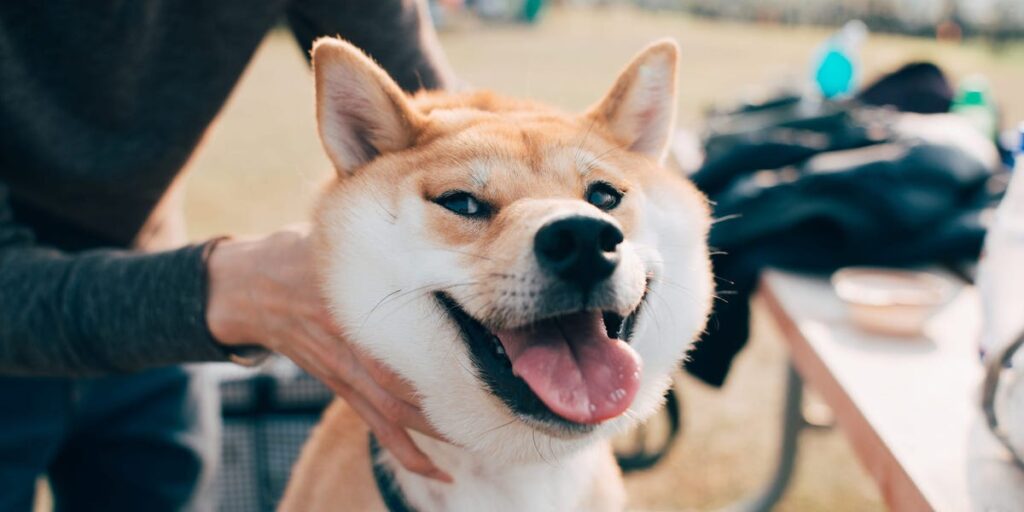 Robinhood Adds Shiba Inu, Polygon, and Other Altcoins