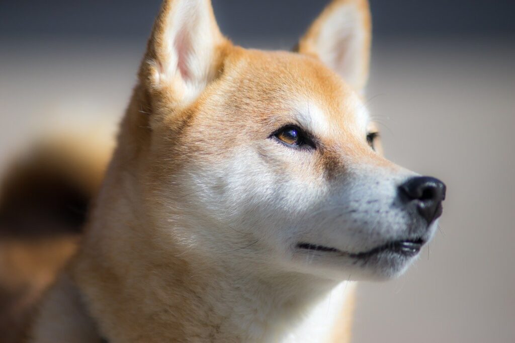 Shiba Inu Is The Strongest Growing Google Trend in 98 Countries, Ethereum Nudges Ahead of Bitcoin – CryptoMode