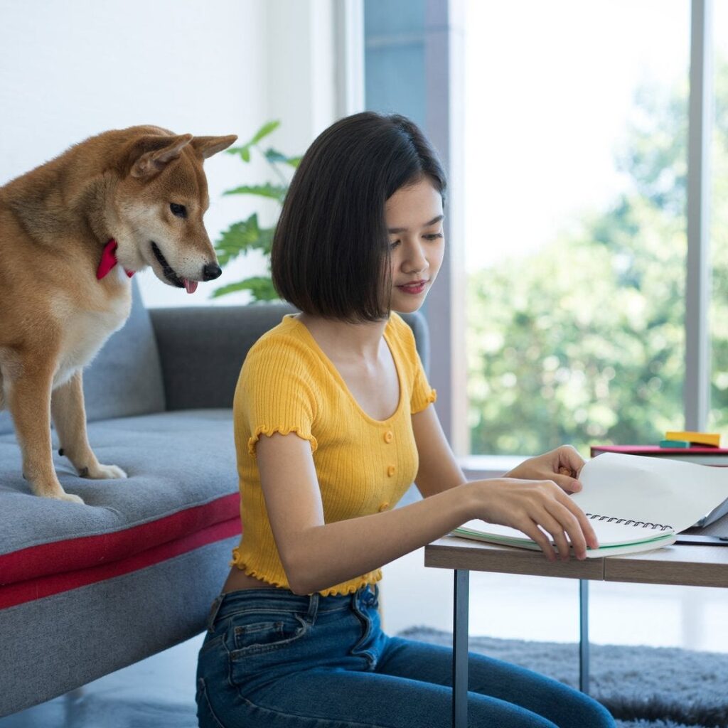 Shiba Inu Drops, but Should You Be Concerned?