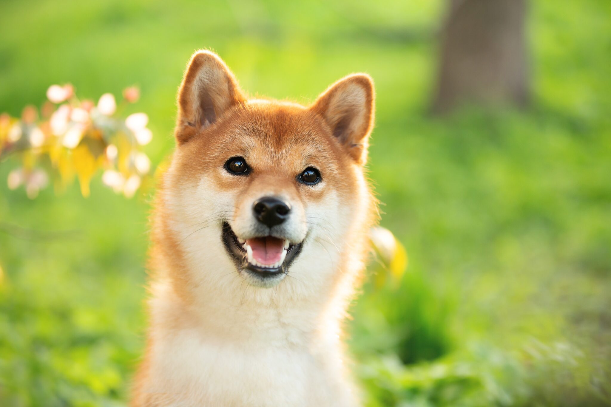 Here's How Shiba Inu Could Repeat Its 2021 Return of 43,800,000%