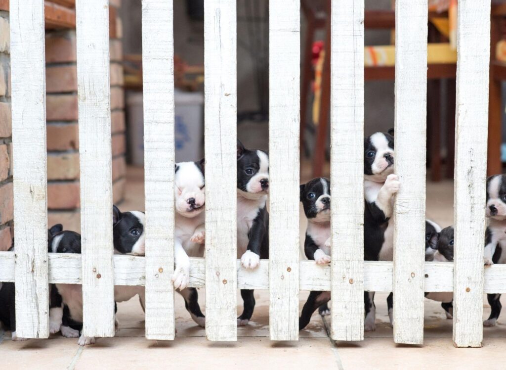 Here are 10 medium energy breeds of adorable dog that offer the best of both worlds - equally happy on outdoor adventures or napping on the couch