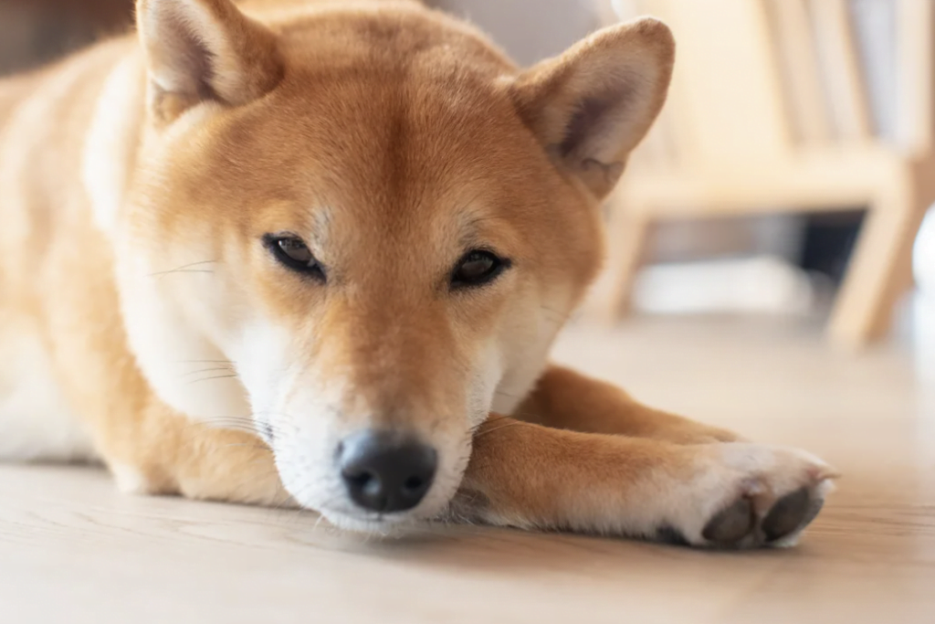 screen_shot_2022-04-14_at_5.01.47_pm.png - Crypto and Coin Why Shiba Inu Looks Prepped For A Run And How To Trade These DOGE Killer's Patterns