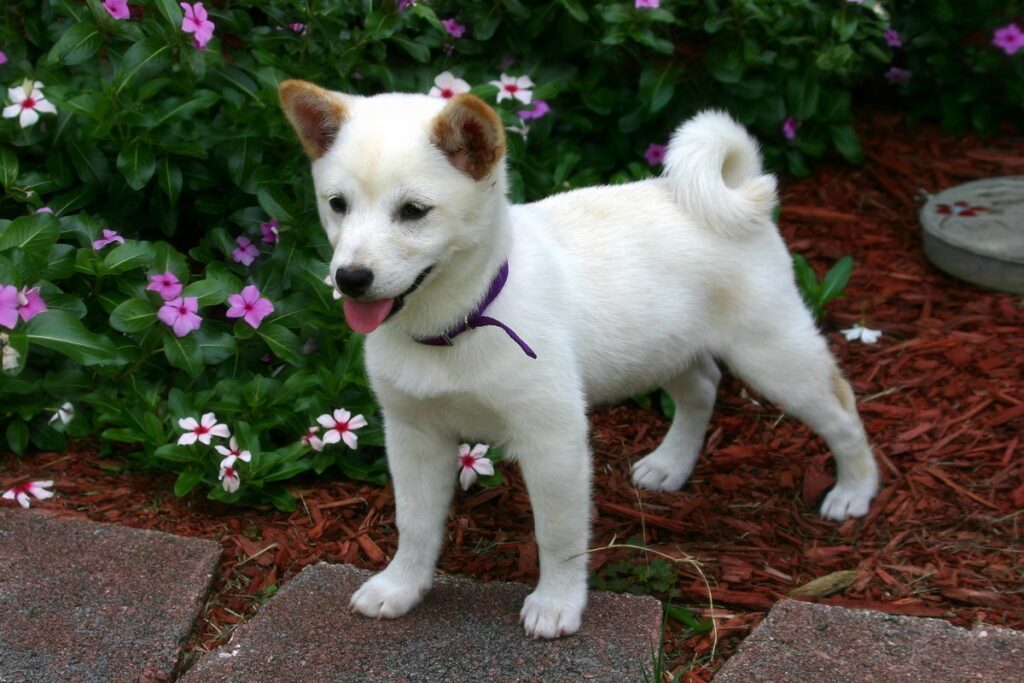 If You Invested $100 In Shiba Inu When The Coin Launched, Here's How Much You'd Have Now