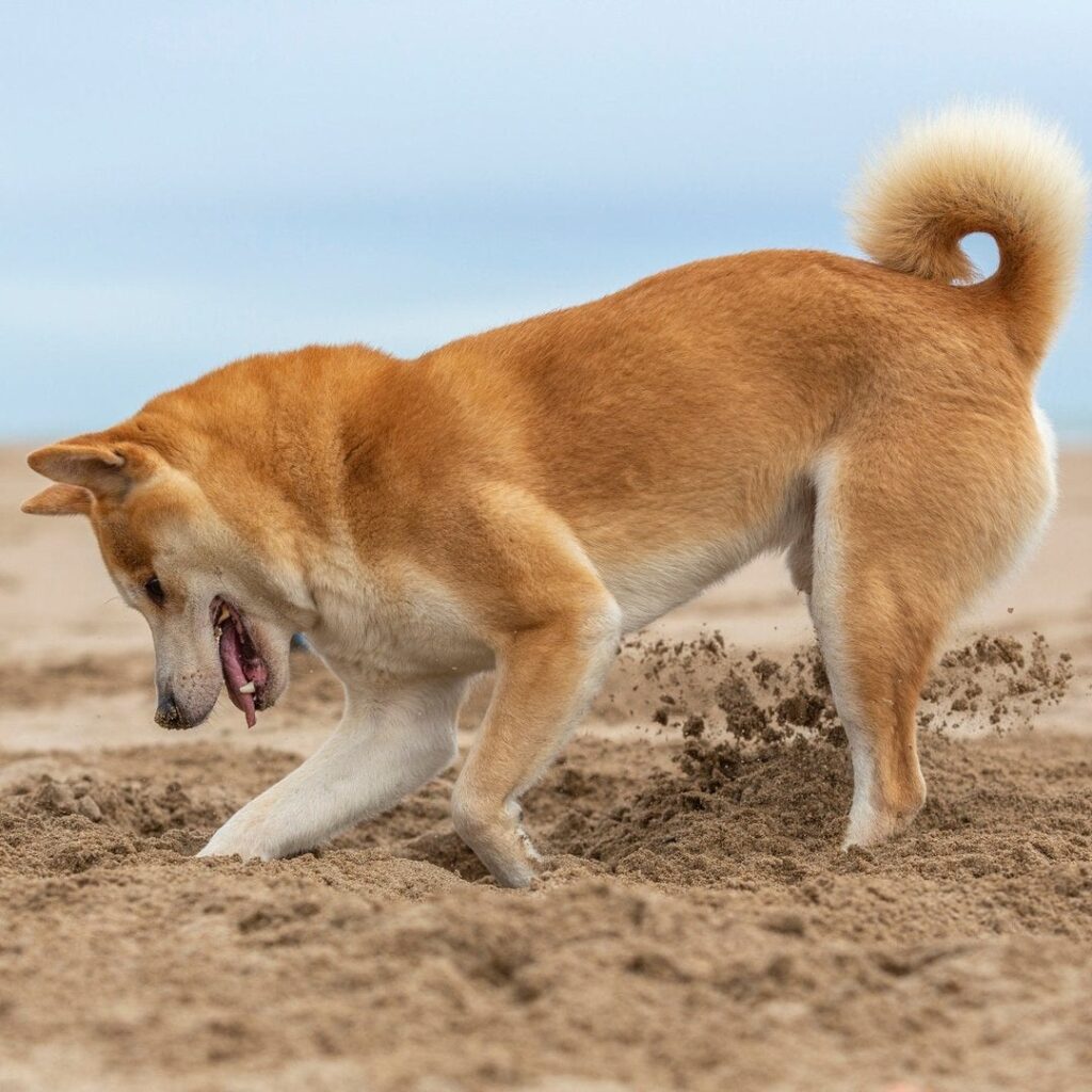 Shiba Inu's Burn Portal Rewards Are Not That Hot