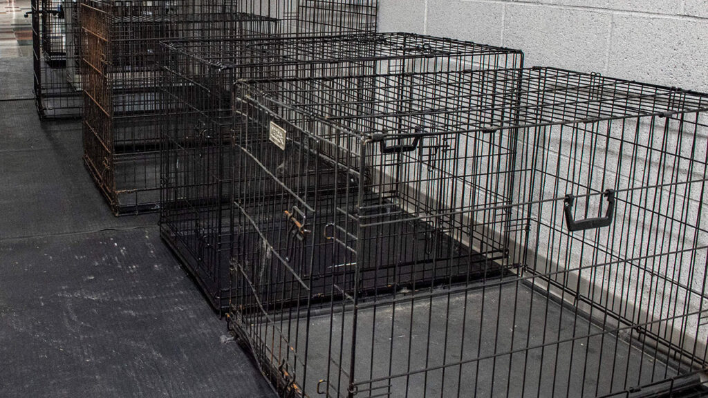 New York vet charged, accused of punching, kicking pets in his care