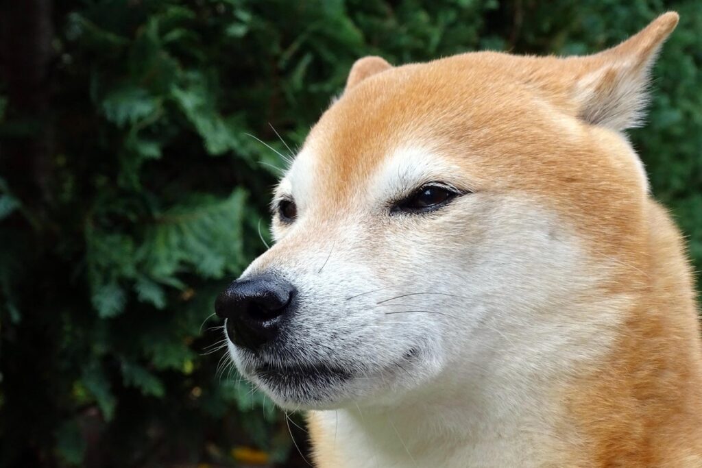 dog-3724261.jpg - Crypto and Coin Why Dogecoin Spin-Off Shiba Inu Is Nosediving Today