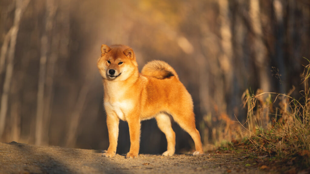 Portraiit of adorable and happy shiba inu dog standing in the forest at golden sunset. Cute Red shiba inu female puppy in autumn
