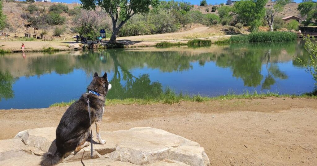 Kuma's Great Adventures: Family picnics at Prescott’s Fain Park | Online Features