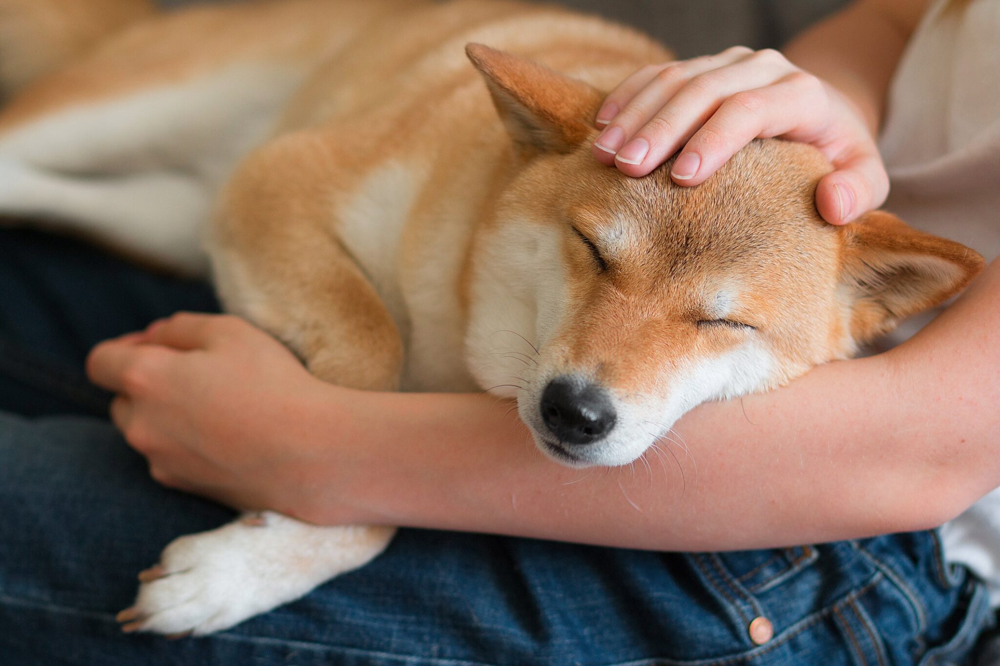 floki_inu_shiba_dogecoin.jpg - Crypto and Coin You Should Buy This Cryptocurrency Only If You're Willing to Risk It All