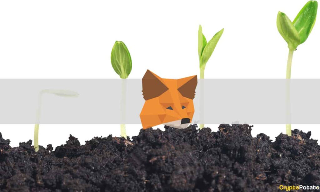 MetaMaskGrowth.jpg - Crypto and Coin